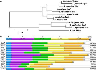 The Multifaceted Nature of Streptococcal Antigen I/II Proteins in Colonization and Disease Pathogenesis